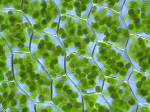 Chlorophyll - Blattgrün