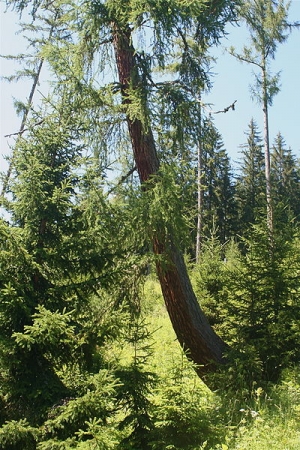 Betrunkener Baum - Krummholz