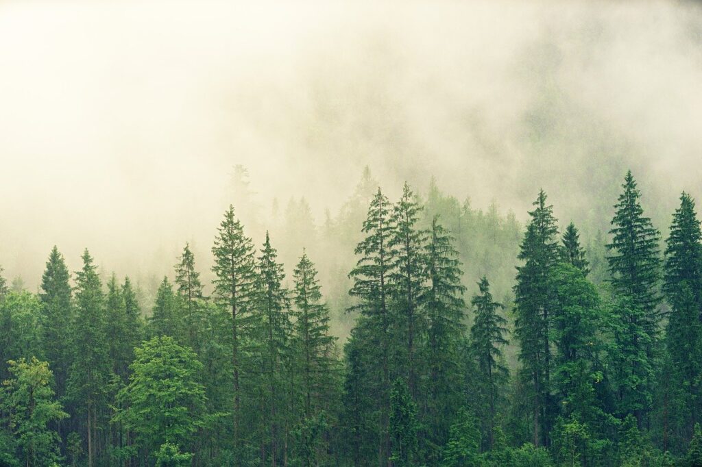 Wälder im Nebel