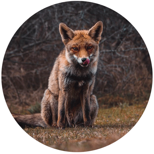 Erwachsener Fuchs