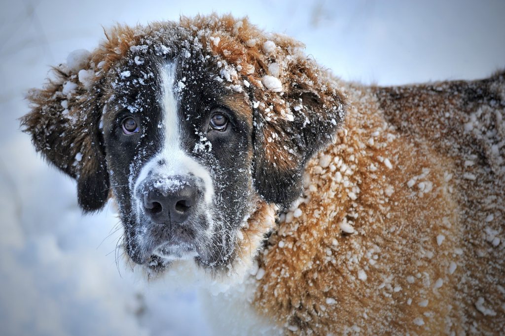 Barry Bernhardiner im Schnee