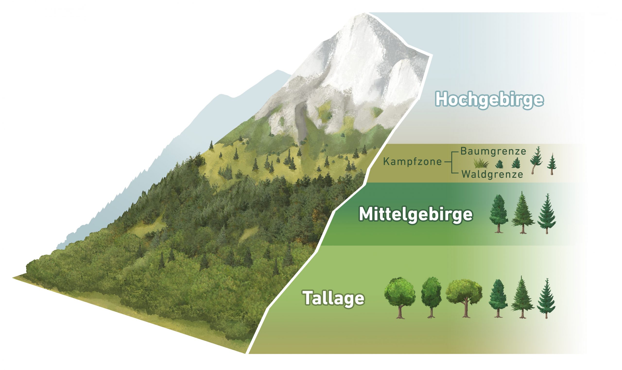 Welche Pflanzen wachsen am Berg? - Biber Berti