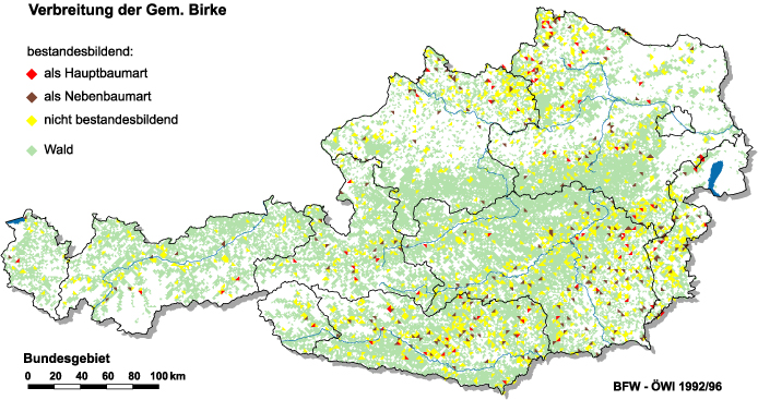 Verbreitung der Birke in Österreich