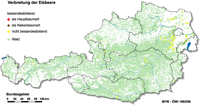 Verbreitung der Elsbeere in Österreich