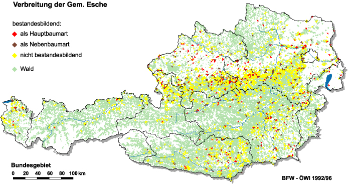 Verbreitung der Esche in Österreich