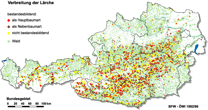 Verbreitung der Lärche in Österreich