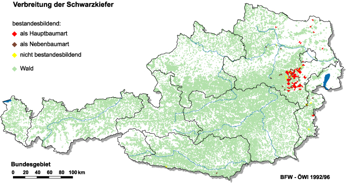 Verbreitung der Schwarzkiefer in Österreich