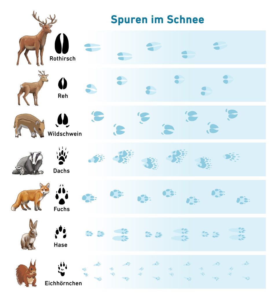 Tierspuren im Schnee: Rothirsch, Reh, Wildschwein, Dachs, Fuchs, Hase, Eichhörnchen