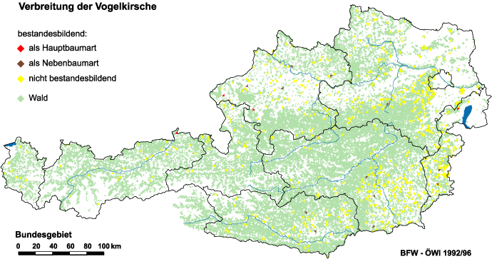 Verbreitung der Vogelkirsche in Österreich