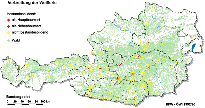 Verbreitung der Weißerle in Österreich