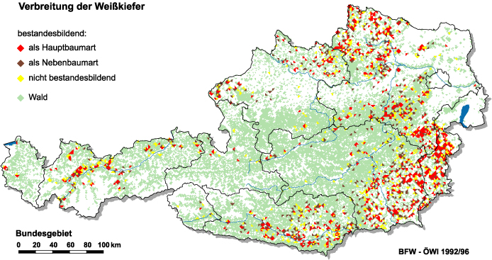 Verbreitung der Weißkiefer in Österreich